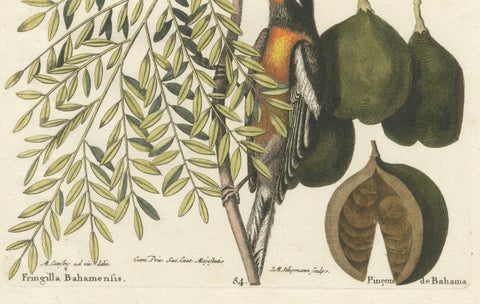 Bahama Finch Engraving by J.M. Seligmann, Hand-Colored Bird Print, 18th century, close-up 2