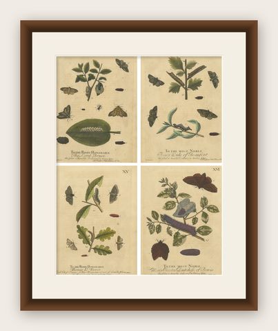 English Moths & Caterpillars, Buff-tip, Winter Moth & Allies, Albin 1720, shown framed
