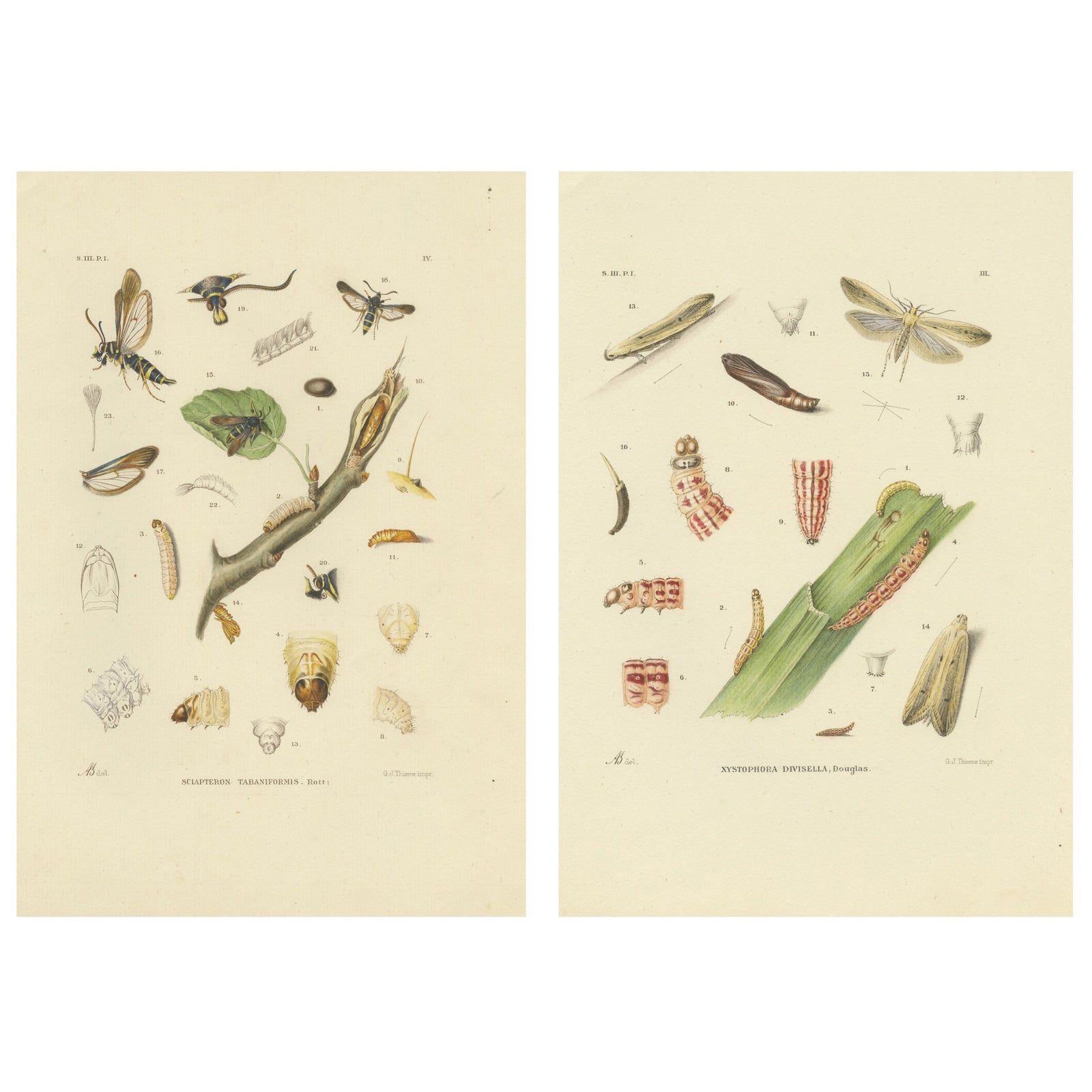 Antique Pair of Sciapteron Xystophora Moths, Hand-Colored by Sepp & Brants, 1906