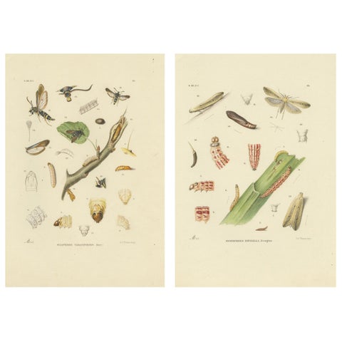 Antique Pair of Sciapteron Xystophora Moths, Hand-Colored by Sepp & Brants, 1906