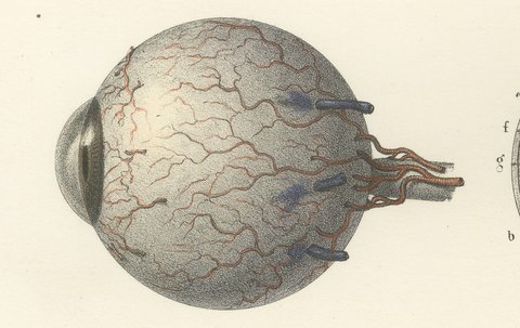 The Eyeball and Its Vessels, Antique Hirschfeld Anatomy Print, 1866, view 6