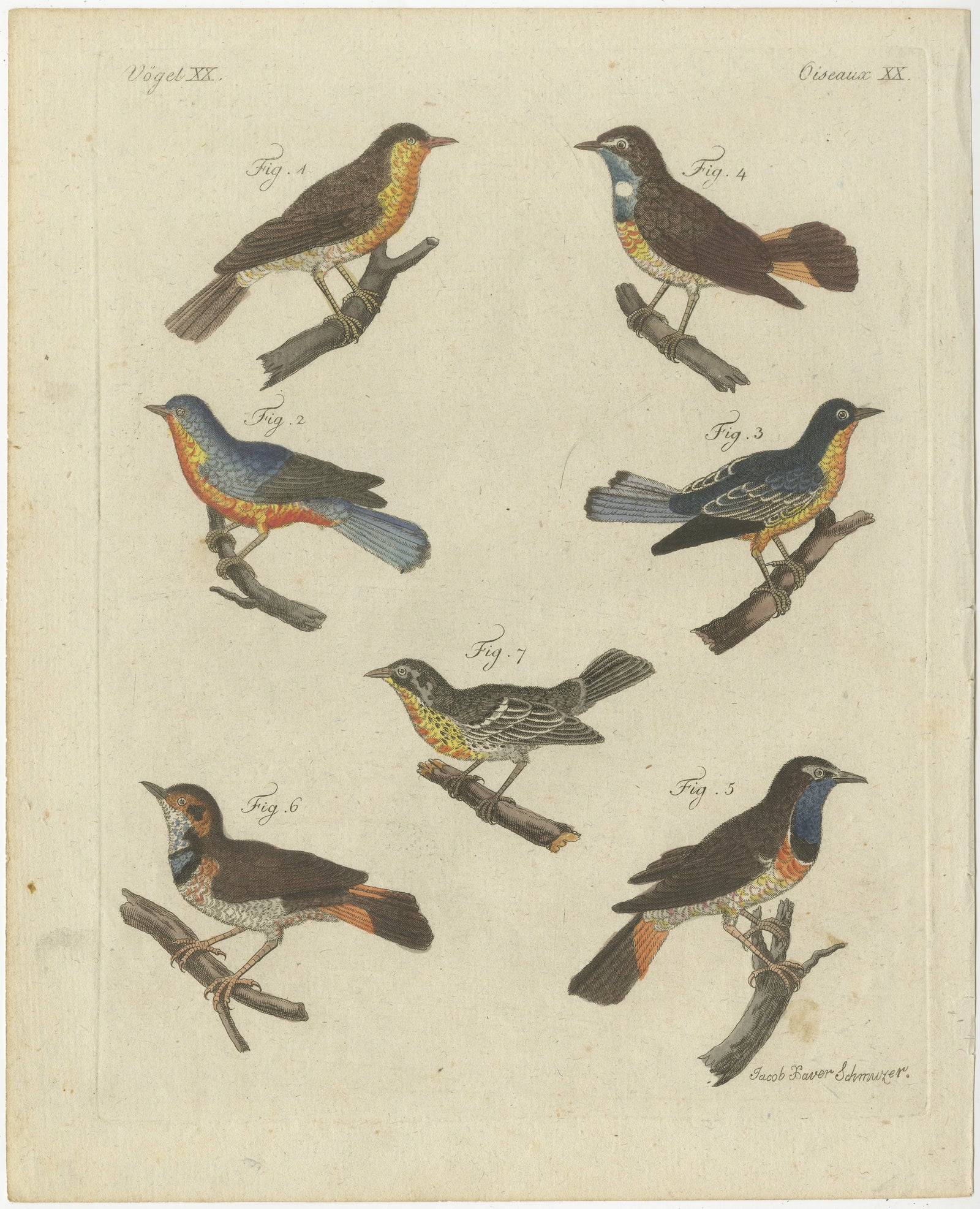 Original Antique Print of Seven Robins, Bluethroats and Yellowthroats, 1796