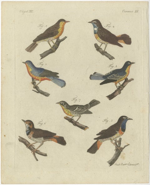 Original Antique Print of Seven Robins, Bluethroats and Yellowthroats, 1796