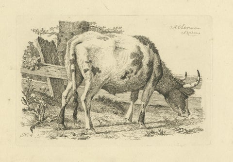 Etching of Grazing Cow by Fence: Farm Scene, Produced by A.Oberman in 1809, close-up 5