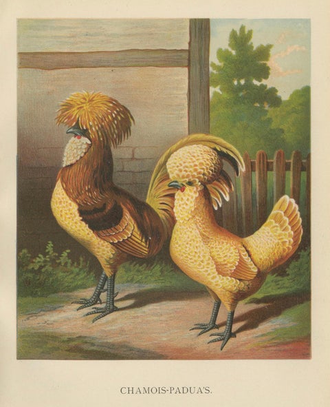 The Elegant Chamois Polish Chicken - A Rare 19th Century Poultry Lithograph, close-up 4