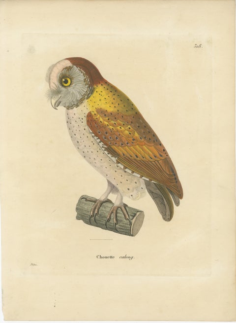 Old Handcolored Ornithological Print of the 'Chouette calong' (Calong Owl), 1838, view 2
