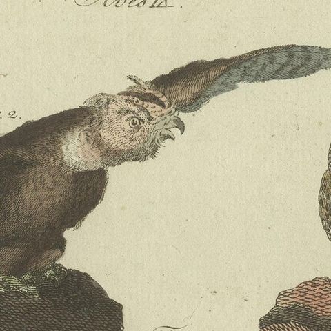 Antique Animal Print of various Owl Species by Bertuch, circa 1800, close-up 1