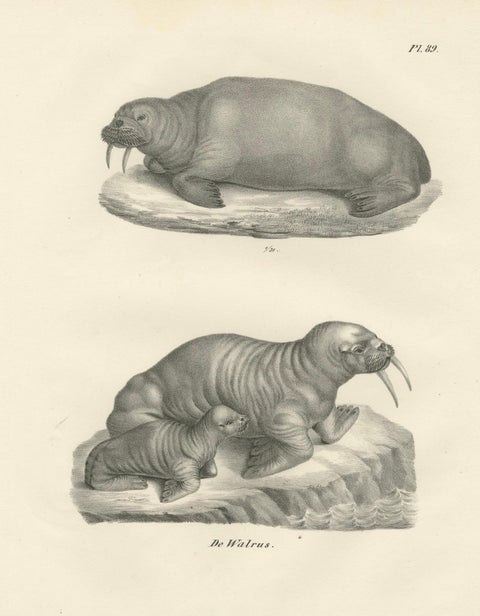19th-Century Lithograph of Walruses in Arctic Habitat with Calf Illustration, close-up 1