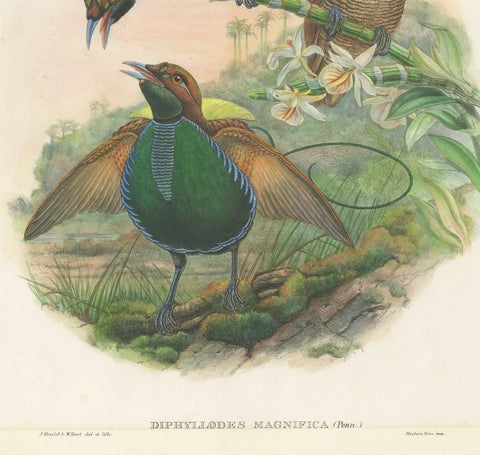 Antique Bird Print of the Magificant Bird of Paradise by Gould, circa 1850, view 4