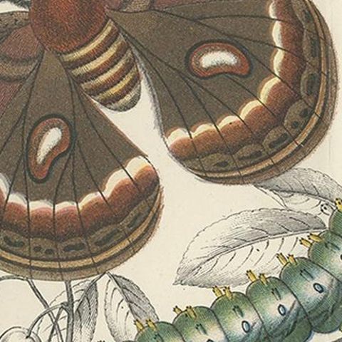 Antique Print of the Cecropia Moth by Lloyd 'circa 1897', close-up 2