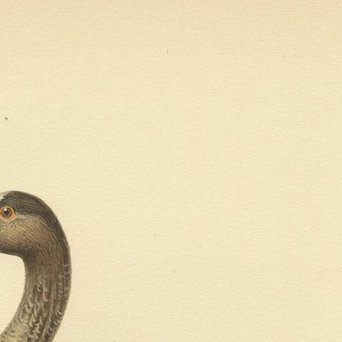 Antique Bird Print of the Lesser White-Fronted Goose by Von Wright, 1929, close-up 1