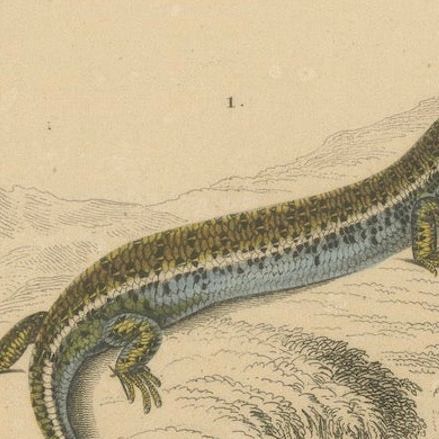 Lizard Print of Ocellated Skink and European Glass Lizard, c.1850, Orbigny, close-up 4
