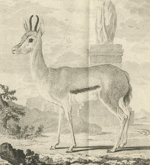 Pl. 29 Antique Print of an Antelope Species by Buffon, 1769, view 2