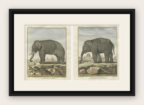 Charming Elephant Pair, Antique Hand-Coloured Prints by Buffon, 1769, shown framed