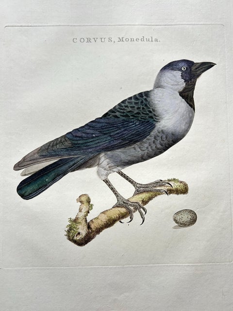 Western Jackdaw Print, Corvus Monedula by Nozeman and Sepp, 1797, view 2