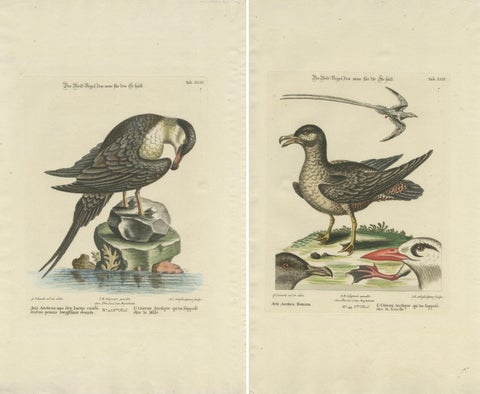 Set of 2 Antique Prints of a Male and Female Arctic Bird, view 2