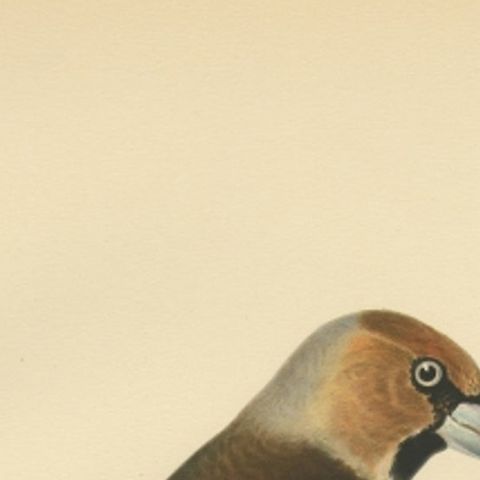 Antique Bird Print of the Hawfinch by Von Wright, 1927, close-up 1