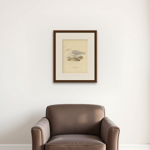 Antique Bird Print of the Glaucous Gull 'Male' by Von Wright, 1929, shown framed on a wall