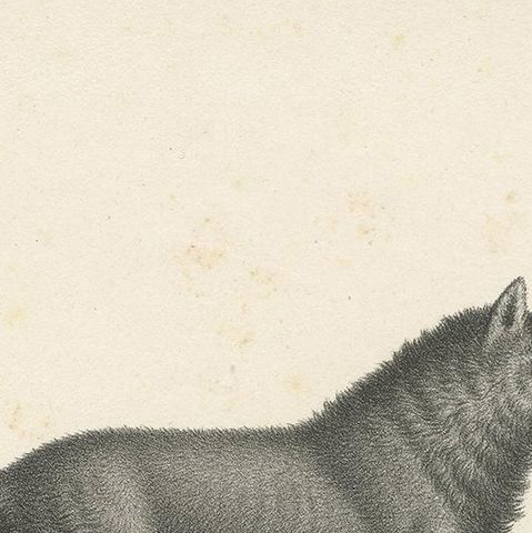 Antique Print of Wolves by Schinz, 'c.1830', close-up 1