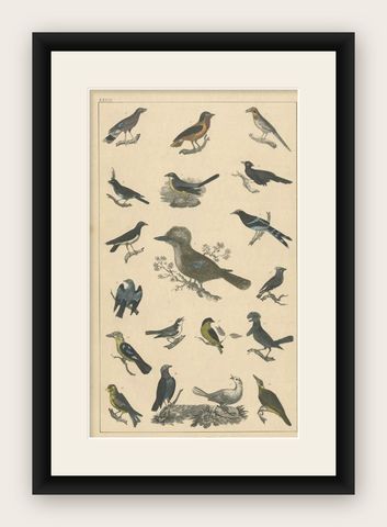Antique Bird Print of Various Bird Species, c.1852, shown framed