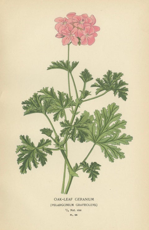 Heritage Blooms: A Triptych of Geranium Varietals, 1896, close-up 1