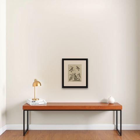 Antique Bird Prints: African Beef-Eater, Pied Hornbill and the Bull-Faced Barbet, shown framed on a wall
