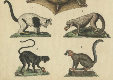 Antique Hand-colored Engraving of Lemurs and Flying Mammals, c.1800, close-up 1