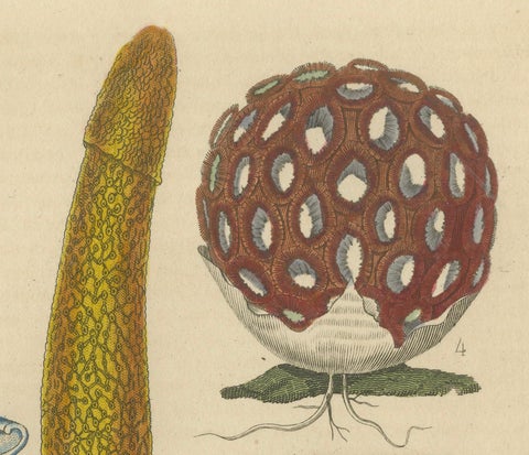 Illustrated Fungi from 'Dictionnaire Classique des Sciences Naturelles, 1845, close-up 4