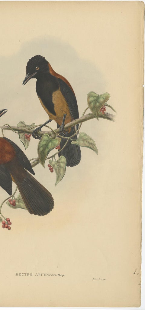 Antique Bird Print of the Aru-Island Wood-Shrike by J. Gould, circa 1875, view 4