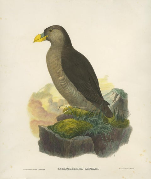 Antique Bird Print of a Latham's Guillemot Made after J. Wolf, 1868, view 3