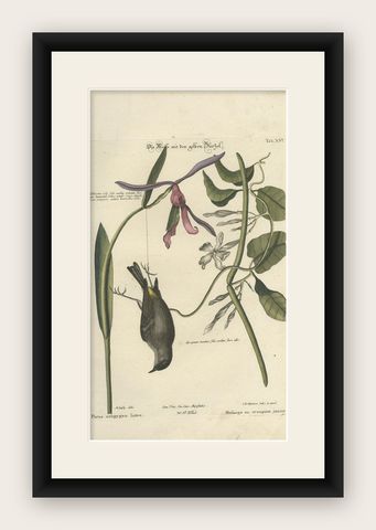 Antique Print of Various Plants and the Yellow-Rumped Warbler by Seligmann, shown framed