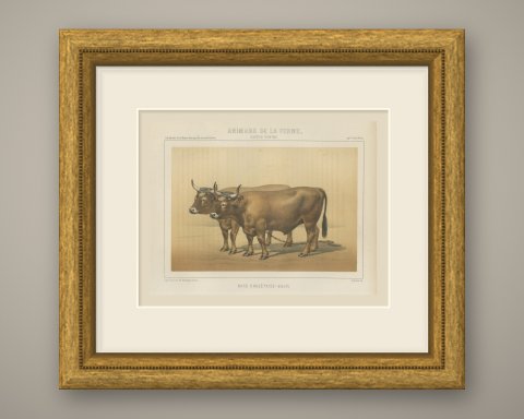 Cholet Oxen, French Cattle Breed, Antique Chromolithograph by Borie, 1863, shown framed