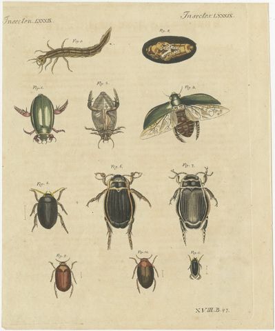 Diving Beetles and Water Beetles with Larva, Antique Bertuch Print, circa 1815, view 2