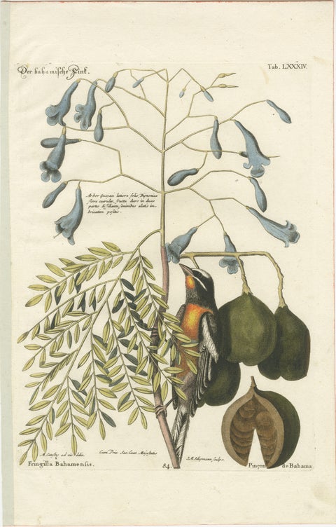 Bahama Finch Engraving by J.M. Seligmann, Hand-Colored Bird Print, 18th century, view 2