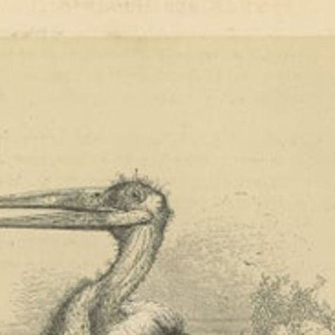 Antique Bird Print of a Marabou Stork by Le Maout, 1853, close-up 2