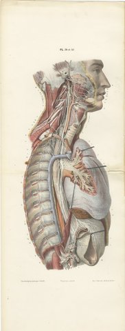 Sympathetic Chain and Vagus in the Thorax, Hirschfeld Double Folding Plate, 1866, view 2