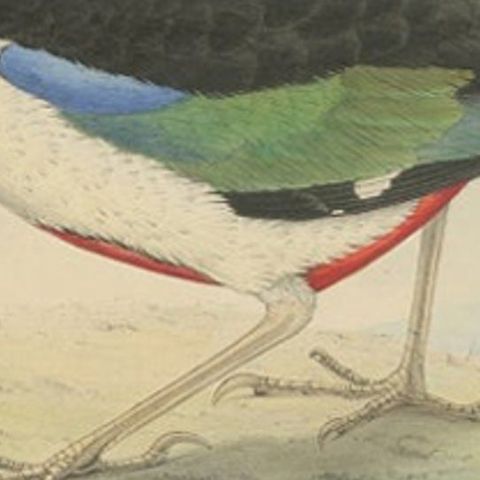 Antique Bird Print of the Ivory-Breasted Pitta by Westerman, 1854, close-up 2