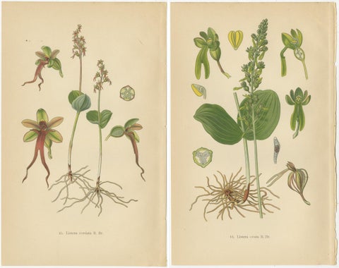 Listera Lore: Botanical Illustrations of Heart-Leaved Orchids from 1904, view 4