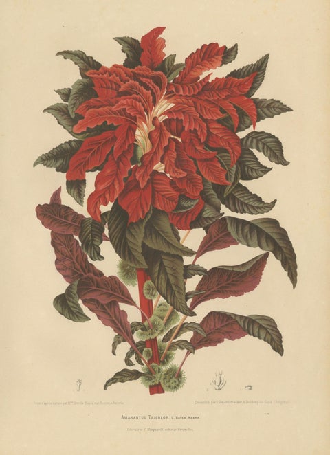 Original Antique Botanical Chromolithograph of Joseph's Coat, ca.1880, close-up 1