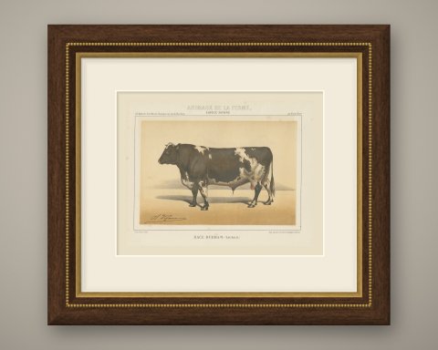 Durham Shorthorn Bull, British Cattle Chromolithograph by Olivier de Penne, 1863, shown framed