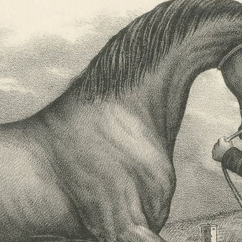 Original Antique Print of a Mecklenburger Horse, close-up 1