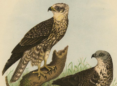 Honey Buzzards, Antique Bird of Prey Print, Natural History Illustration, 1894, close-up 1