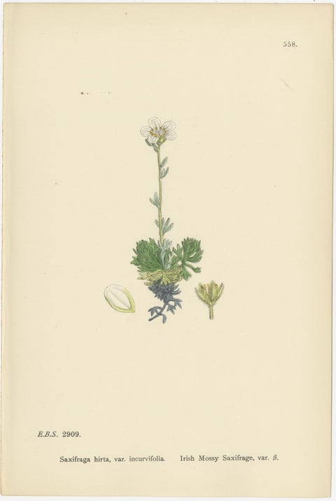 Hand-Colored Botanical Engravings of Palmate and Mossy Saxifrages, 1902, view 3