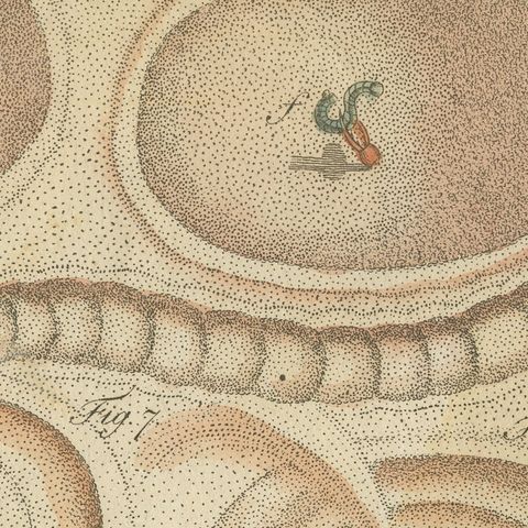 Insect Pit Traps in Sand, Antique Bertuch Print, circa 1805, close-up 5