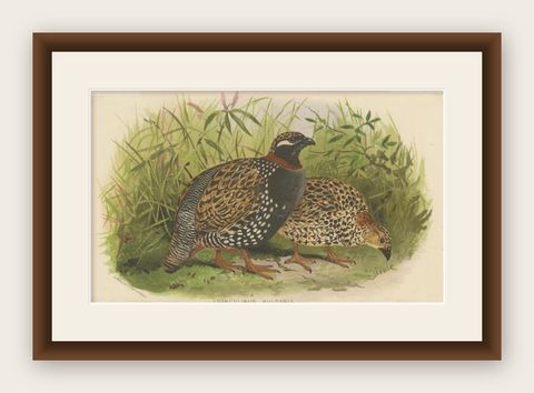 Antique Bird Print of the Black Partridge by Hume & Marshall, 1879, shown framed