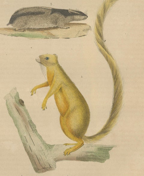 Diverse Rodentia: Squirrel, Cuban Hutia, and Lemming-like Rodent, 1845, close-up 1