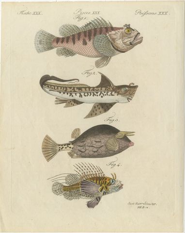 Lionfish, Chimaera, Scorpionfish and Boxfish, Antique Bertuch Print, circa 1805, view 2