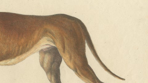 Antique English Mastiff Dog Lithograph by Karl Joseph Brodtmann, 1816, close-up 4
