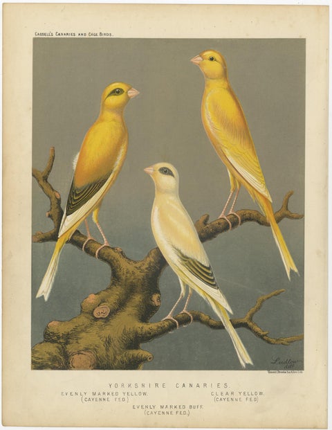 Antique Bird Print of the Yorkshire Canaries Evenly Marked Yellow and Others, view 2