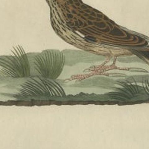 Meadow Pipit Bird Print, Alauda Pratensis from Nederlandsche Vogelen, 1809, close-up 1